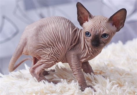 8 Different Sphynx Cat Colors (With Pictures) - Excited Cats