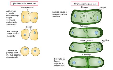 The Cell Cycle & Mitosis - Wize High School Grade 11 Biology Textbook ...