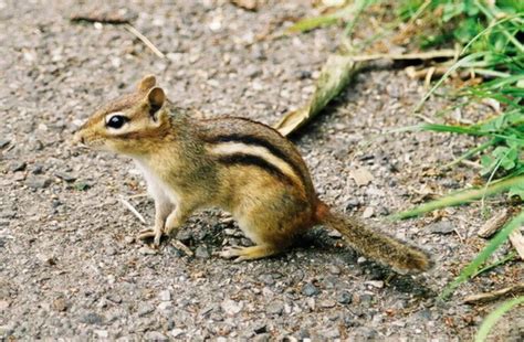 Siberian Chipmunk - Tamias Sibiricus - Boreal Forest