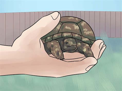 How to Care for Your Box Turtle: 14 Steps (with Pictures)