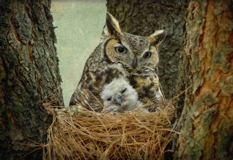 Owl Facts: Habitat, Behavior, Diet