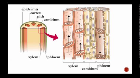 Venn Diagram Of Xylem And Phloem Xylem And Phloem Venn Diagr