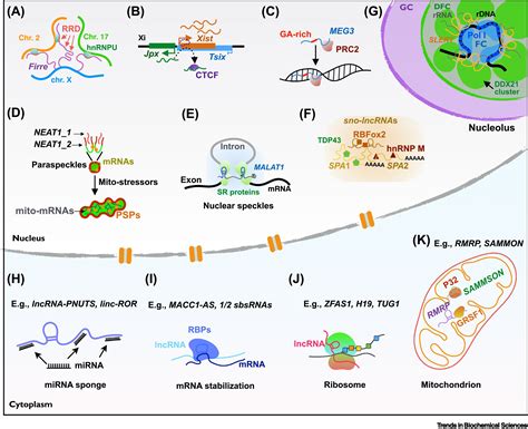 Mechanisms of Long Noncoding RNA Nuclear Retention: Trends in ...