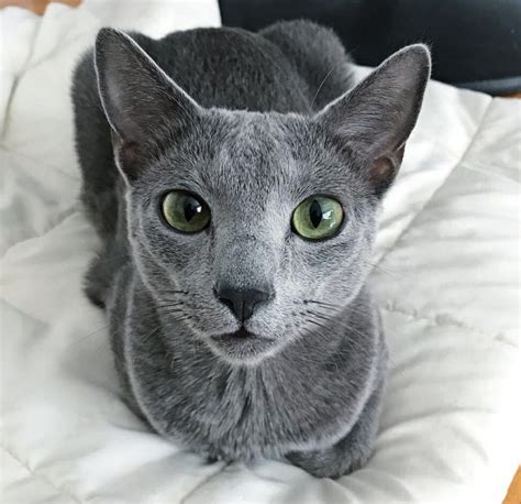 Russian Blue Cat With Green Eyes