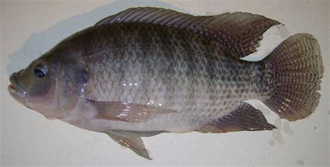 Oreochromis Niloticus AKA Nile Tilapia - Agriculture - Nigeria