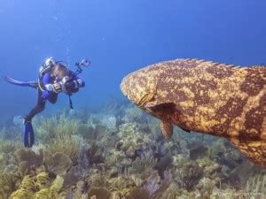 Is The Atlantic Goliath Grouper Endangered?