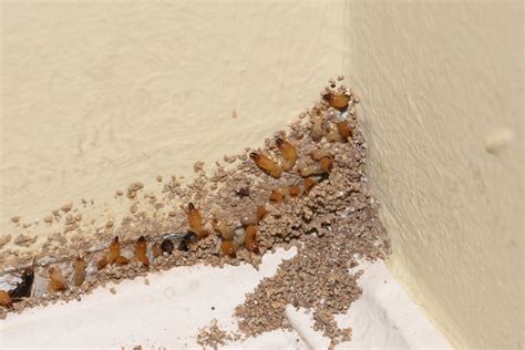 What Happens If Your House Has Termites? - Ecolifely.com