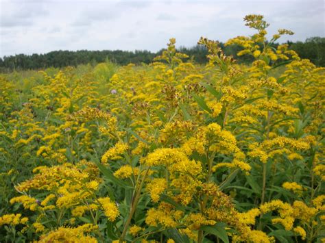 Goldenrod Field by kittenfuzzy on DeviantArt