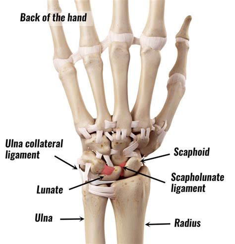 Ulnar Collateral Ligament Wrist