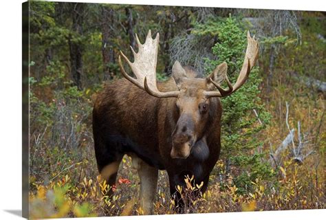 Moose In The Forest; Alberta, Canada Wall Art, Canvas Prints, Framed Prints, Wall Peels | Great ...