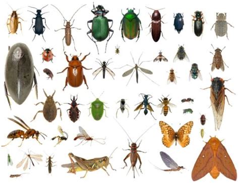 35+ Dead Bugs Entomology Class Insect Bug Collection IDENTIFIED! USA In Alcohol | eBay