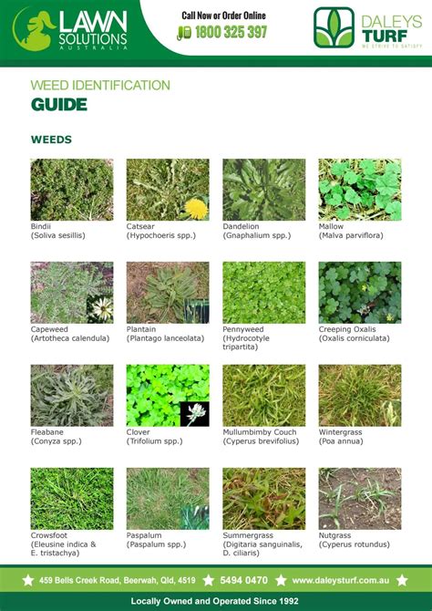 Weed identification guide for lawn by Terry Daley - Issuu