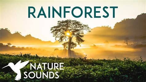 10 HOURS of Rainforest Sounds ~ Relaxing Nature Sounds for Sleep, Study, Meditation & Yoga - YouTube