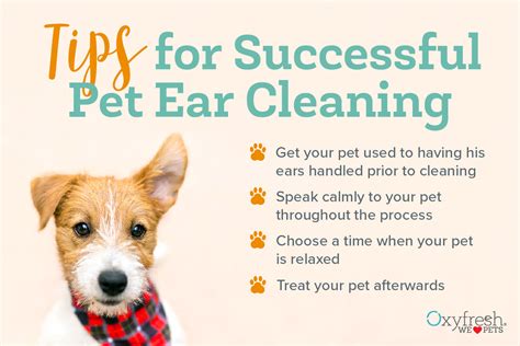 Should You Clean Your Dogs Ears