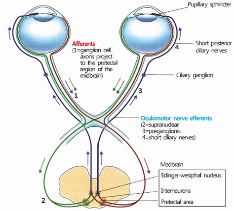 Schematic drawing of the pupillary light reflex pathway. By way of the ...