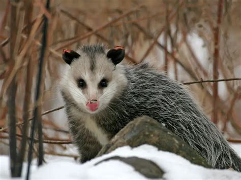 Opossum Facts | Anatomy, Diet, Habitat, Behavior