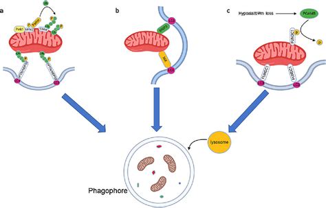 Figure 1 from Mitophagy in cardiovascular homeostasis | Semantic Scholar