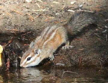 20 Types of Chipmunks: Species, Identification, and Photos