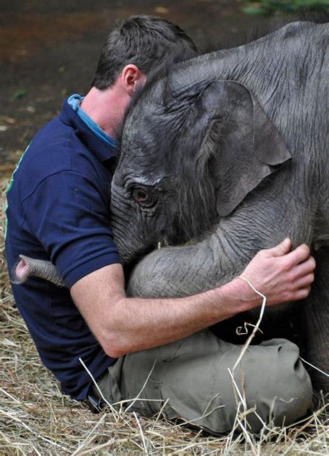 19 Amazingly Cute Pictures Of Animals Hugging | HuffPost UK