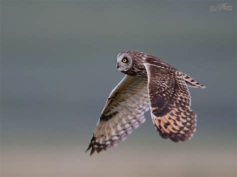 Short-eared Owls In Flight – Feathered Photography