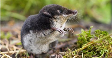 Shrew vs Mole: 5 Key Differences - A-Z Animals