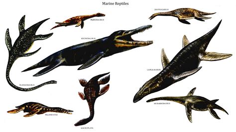 Reptilian Marine Reptiles Reptiles, Mammals, Walking With Dinosaurs, Dinosaur Wallpaper, Sea ...