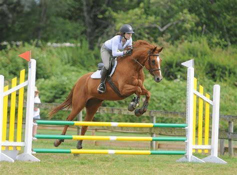 Horse Show Jumping: A Complete Beginners Guide