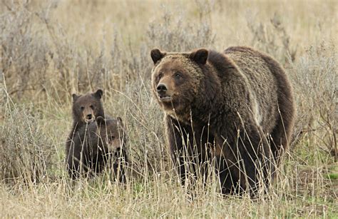 Grizzly Bears Cubs