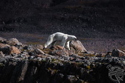 Starving Polar Bear Captured Searching For A Meal That May Not Exist In ...