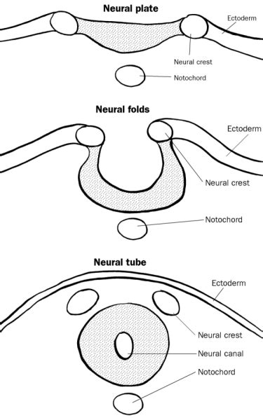 Neural crest - Wikipedia