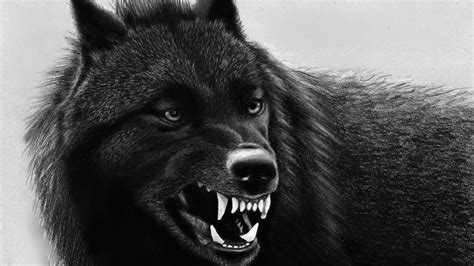 [100+] Black Wolf Pictures | Wallpapers.com