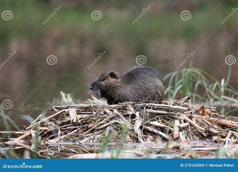 Nutria in Its Natural Habitat in a Marshland Stock Image - Image of ...