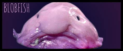 Blobfish - Untamed Science