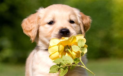 Cute Golden Retriever Puppy images