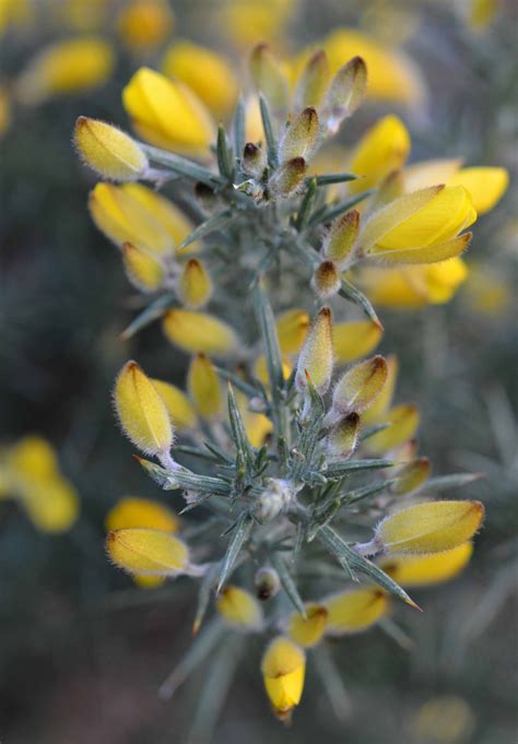 Up close and personal with..... Gorse