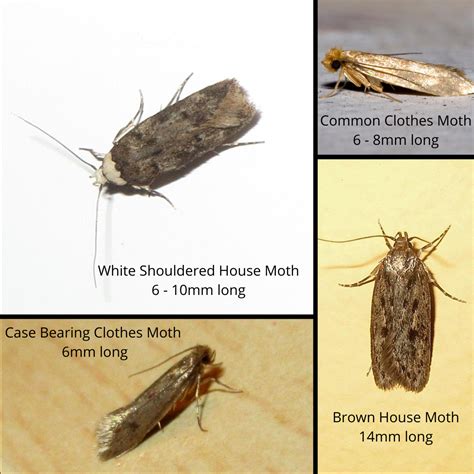 Moth Infestations