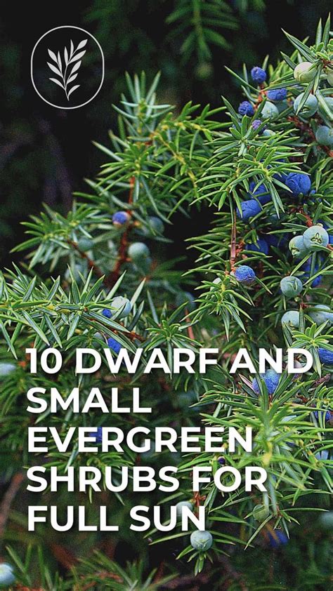 10 dwarf evergreen shrubs for full sun in 2023 | Evergreen shrubs, Small evergreen shrubs ...