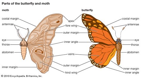 moth: parts of the butterfly and moth | Moth vs butterfly, Moth, Butterfly