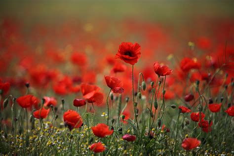 Free photo: Red poppy flower - Wild, Outdoors, Wallpaper - Free Download - Jooinn