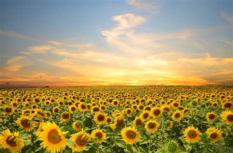 Sunflower Desktop Wallpapers - Top Free Sunflower Desktop Backgrounds ...