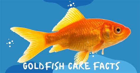 Goldfish Care Facts - Biology Educare