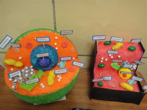 labeling the plant cell