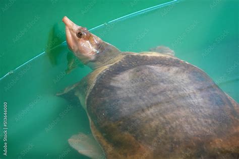 The Chinese softshell turtle is a vulnerable species, threatened by disease, habitat loss, and ...