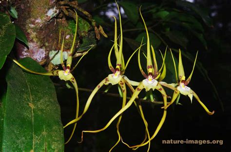 Brassia caudata (spider orchid) | Nature and wildlife image collection