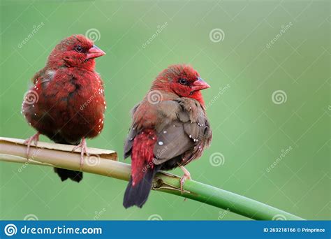 Couple of Red Birds in Breeding Season in Thailand Residential Part, Strawberry Finch Stock ...