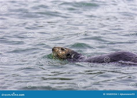 Adorable Pacific Sea Otter Swimming, Diving, Eating Clams and Mollusks Stock Photo - Image of ...