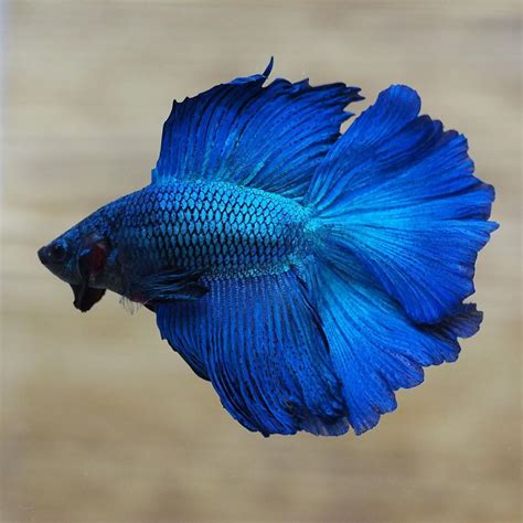 The Gorgeous Live Male Royal Blue Double Halfmoon Tail Betta Fish | Betta fish tank, Fish tank ...