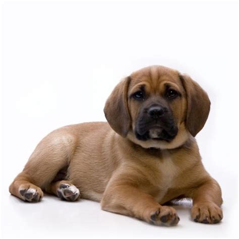 Designer Puggle Puppies for Sale | TrustedPuppies.com