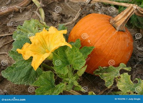 Pumpkin And Blossom Royalty Free Stock Image - Image: 953296