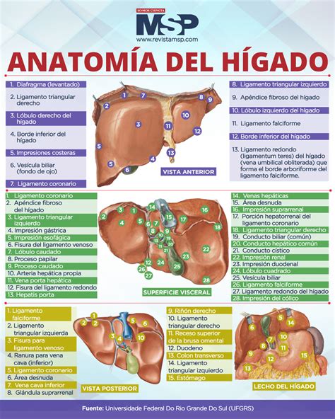 Anatomía del hígado - Infografía